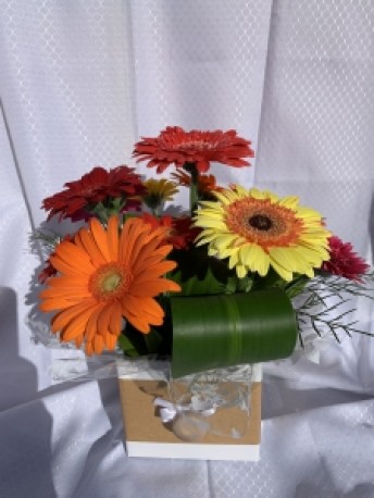 Happy Gerberas